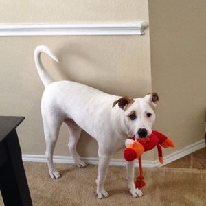 Meet your Posher, Misty